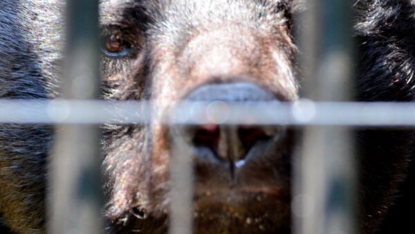 Urso-negro-asiático (imagem referencial) - Sputnik Brasil