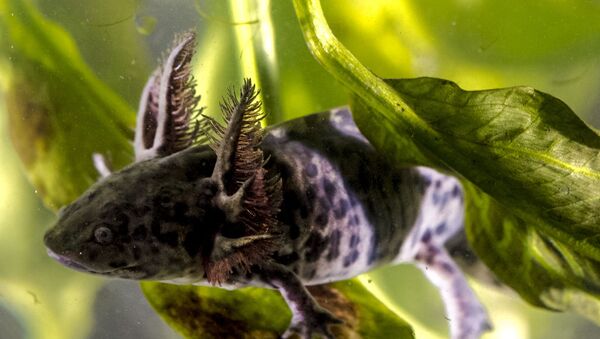 Axolote, animal endémico do México e parecido à nova espécie de salamandra recém-descoberta nos EUA - Sputnik Brasil