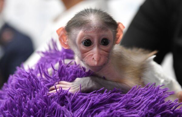 Macaco Klava, da espécie mangabei, que nasceu em um zoológico russo - Sputnik Brasil