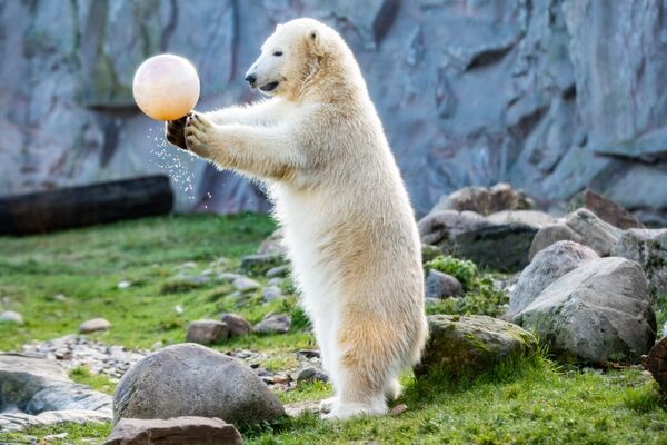Urso-polar brinca com uma bola no jardim zoológico de Gelsenkirchen, Alemanha - Sputnik Brasil