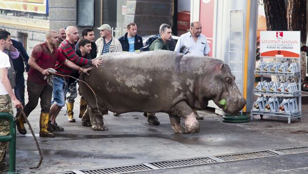 Pessoas ajudam um hipopótamo a abandonar a área alagada - Sputnik Brasil