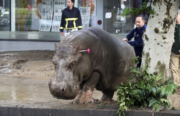 Um socorrista mostra o caminho a um hipopótamo desviado que tinha fugido do zoológico após este ser destruído pela inundação que atingiu no final da semana passada a capital georgiana - Sputnik Brasil
