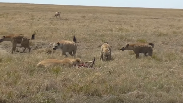 Hienas cercam leoa e roubam sua presa - Sputnik Brasil