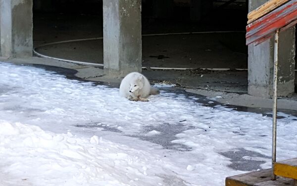 Raposa polar em uma rua do povoado Piramida - Sputnik Brasil