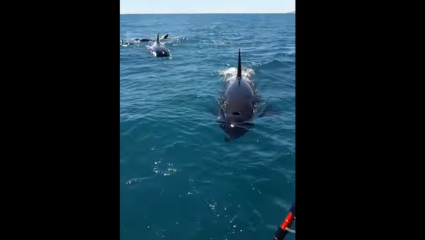 Grupo de orcas bate em barco e chacoalha pescadores - Sputnik Brasil