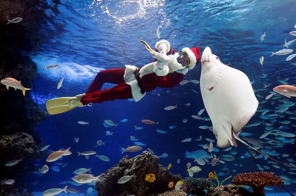 Mergulhador vestido de Papai Noel durante apresentação em aquário em Tokyo, Japão, 18 de dezembro de 2018 - Sputnik Brasil
