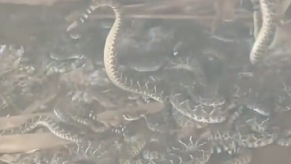 Lar de cobras: quintal no Texas estava infestado de répteis - Sputnik Brasil