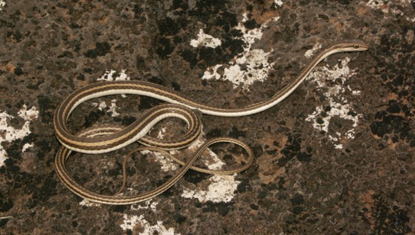 Cobra Psammophis schokari (imagem referencial) - Sputnik Brasil