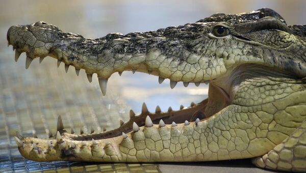 Crocodilo do Nilo (imagem de arquivo) - Sputnik Brasil