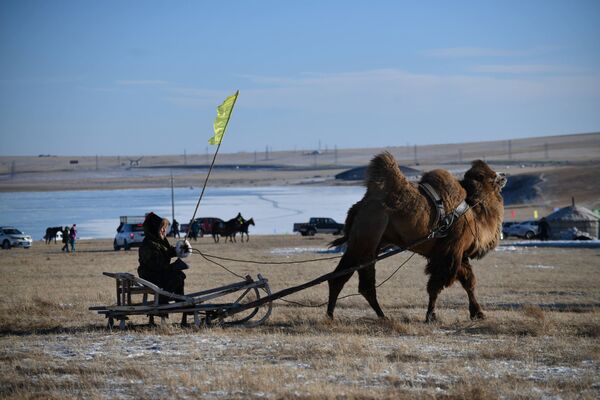 Homem passeia com camelo durante o inverno, na China - Sputnik Brasil