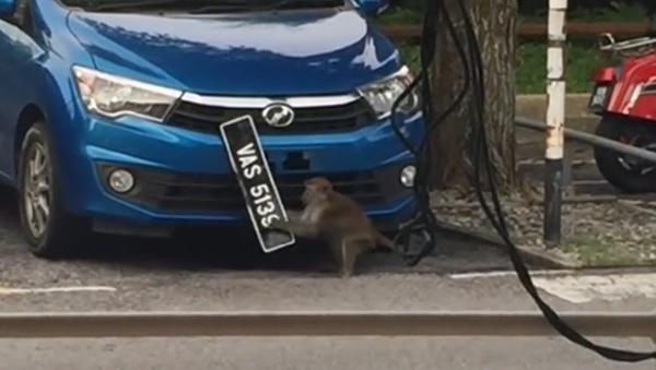 Macaco rouba placa de carro em pleno luz do dia - Sputnik Brasil