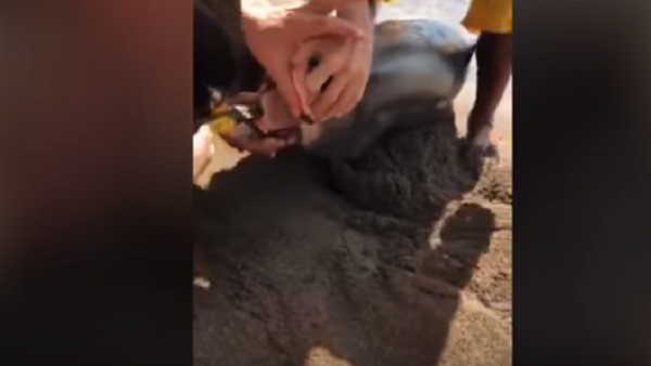 Mergulhador usa alicate para retirar anzol da boca de tubarão - Sputnik Brasil