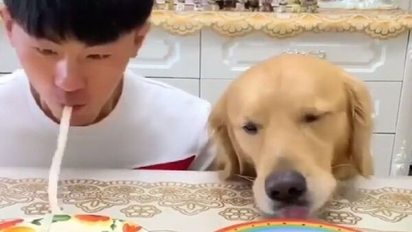 Cachorro come dois pratos de macarrão - Sputnik Brasil
