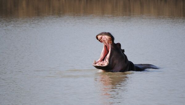 Um hipopótamo em um lago (imagem referencial) - Sputnik Brasil