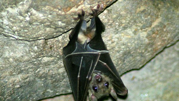 Morcego (imagem de arquivo) - Sputnik Brasil