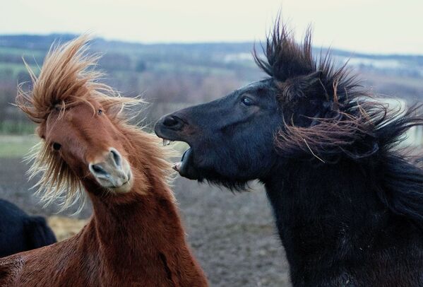 Cavalos islandeses no seu cercado, Alemanha - Sputnik Brasil