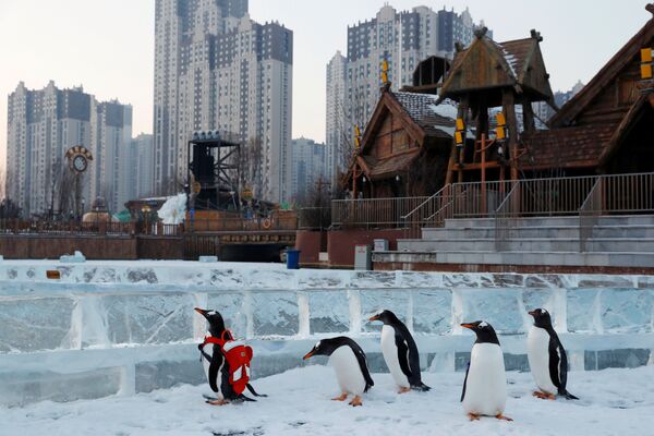 Pinguins gentoo no Festival de Neve e Gelo de Harbin, na China - Sputnik Brasil