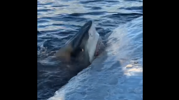 Tubarão devora carcaça flutuante de baleia no Havaí - Sputnik Brasil