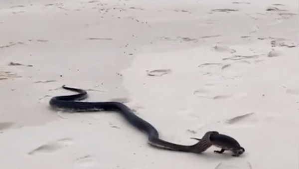 Cobra enorme engole lagarto no meio de praia australiana - Sputnik Brasil