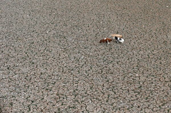 Vacas pastam na área onde antes se encontrava a lagoa de Aculeo - Sputnik Brasil