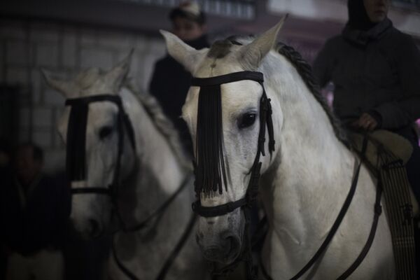 Cavalos antes do início do festival anual Las Luminarias na cidade espanhola de San Bartolomé de Pinares - Sputnik Brasil
