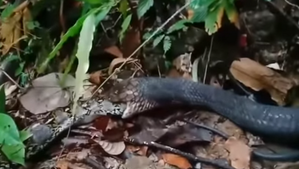 Cobra-rei come píton inteira na frente de turistas na Tailândia - Sputnik Brasil