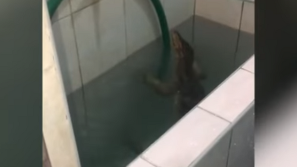 Tailandês encontra lagarto dentro de banheiro - Sputnik Brasil