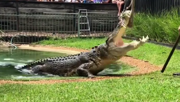 Crocodilo australiano Elvis - Sputnik Brasil