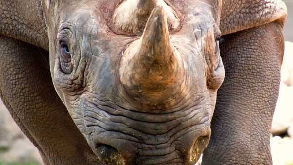 Rinoceronte (imagem referencial) - Sputnik Brasil