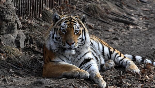 Tigre Amur em um parque de vida selvagem no Extremo Oriente russo - Sputnik Brasil