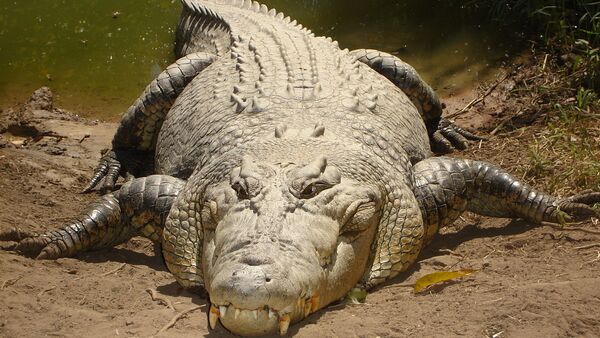 crocodilo de água salgada (imagem de arquivo) - Sputnik Brasil
