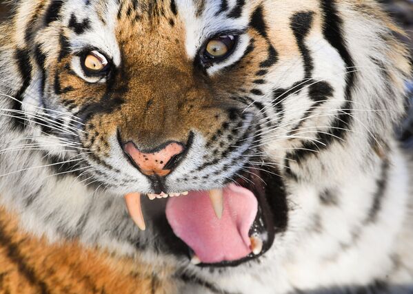 Tigre-siberiano no parque-safári da região de Primorsky, na Rússia - Sputnik Brasil