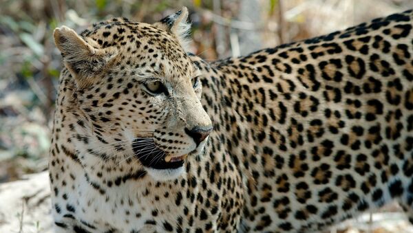 Leopardo (imagem referencial) - Sputnik Brasil