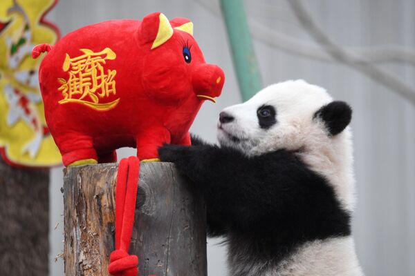 Filhote de panda joga com boneco porquinho em parque natural chinês nas vésperas do Ano Novo Chinês - Sputnik Brasil