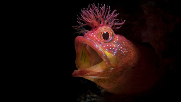 Foto do peixe Chaenopsidae, com o título Rugido, que obteve uma menção honrosa no 7º Concurso Anual de Fotografia Subaquática de 2018 - Sputnik Brasil