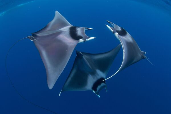 Mobula japanica, com o título Balé dos Raios do Diabo”, fotografada em Honda Bay, Filipinas, que se tornou vencedora do Concurso Anual de Fotografia Subaquática de 2018 - Sputnik Brasil
