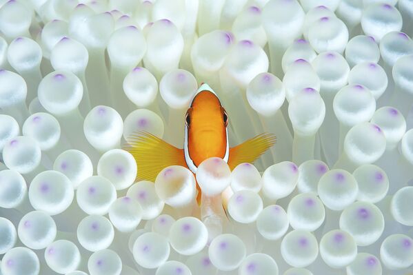 Peixe-palhaço na foto Nemo do fotógrafo Matteo Visconti captada na Ilha de Ishigaki, Japão - Sputnik Brasil
