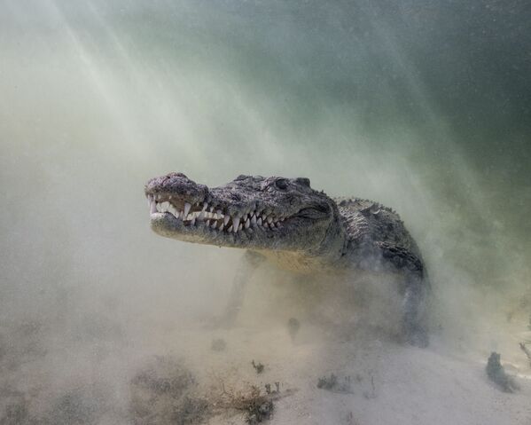 Crocodilo americano na foto Crocodilo na Névoa, de Antonio Pastrana, vencedor na categoria de retratos - Sputnik Brasil