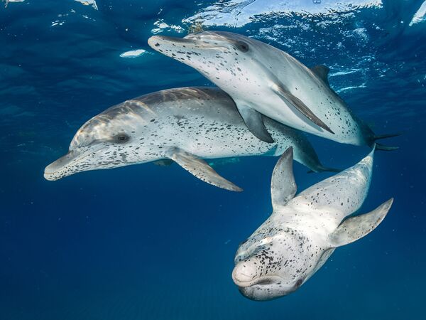 Golfinhos do Atlântico nas Bahamas, uma das fotos vencedoras do Concurso Anual de Fotografia Subaquática de 2018 - Sputnik Brasil