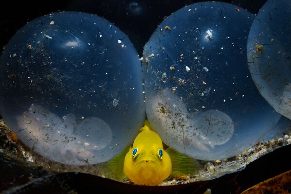 Paixe amarelo-goby e ovas de lula na foto Nascimento, uma das vencedoras do Concurso Anual de Fotografia Subaquática de 2018 - Sputnik Brasil