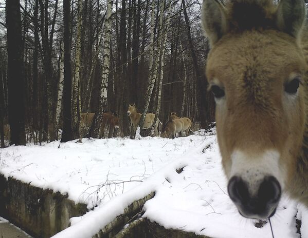 Cavalo selvagem na zona de exclusão de Chernobyl filmado em dezembro de 2013, uns 30 anos depois do desastre na Usina Nuclear de Chernobyl - Sputnik Brasil