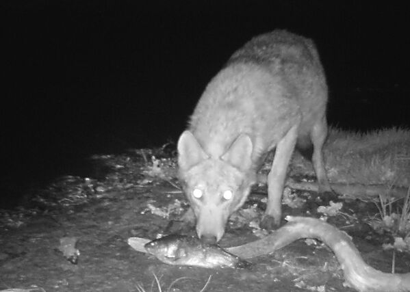 Lobo come peixe em plena escuridão, depois de 30 anos do desastre na Usina Nuclear de Chernobyl - Sputnik Brasil