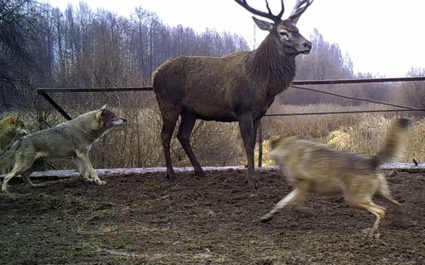 Lobos atacam cervo na zona de exclusão de Chernobyl - Sputnik Brasil