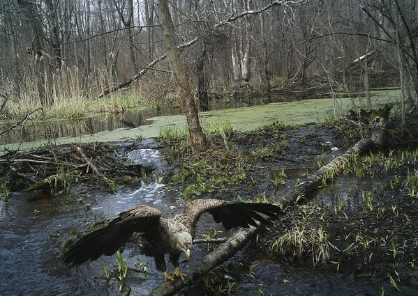 Águia com asas abertas aterrissa em um pântano em Chernobyl - Sputnik Brasil
