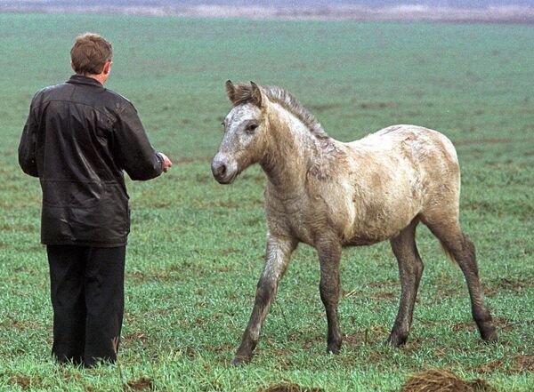 Agricultor atrai cavalo selvagem com isca em Chernobyl, em 10 de novembro de 2000 - Sputnik Brasil