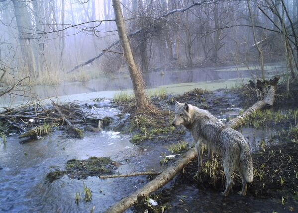 Lobo caminha por floresta ucraniana de Chernobyl onde cerca de 30 anos atrás aconteceu um dos piores acidentes nucleares da história - Sputnik Brasil