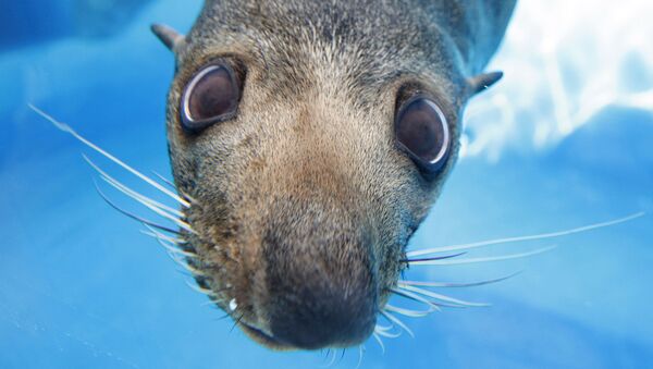 Mav, uma foca da Nova Zelândia, olha através do vidro de uma janela do Jardim Zoológico Taronga, em Sydney - Sputnik Brasil