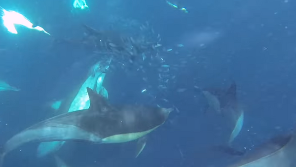 Golfinhos caçam peixes pequenos - Sputnik Brasil
