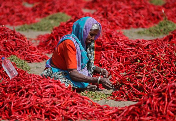 Mulher remove talos de malagueta vermelha em fazenda da vila de Shertha, na Índia, em 6 de fevereiro de 2019 - Sputnik Brasil