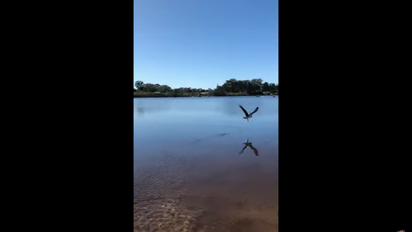Águia esperta pega peixe que tinha acabado de ser devolvido ao lago - Sputnik Brasil
